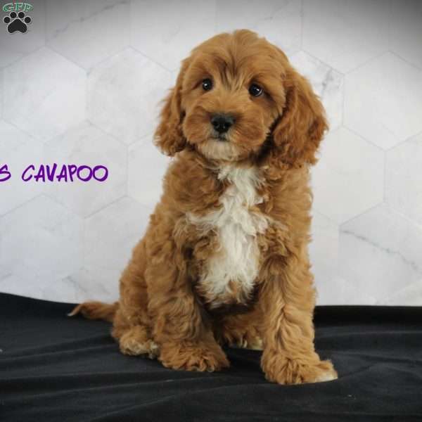 Rufus, Cavapoo Puppy